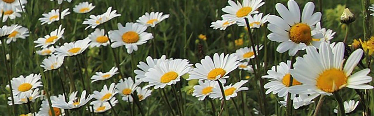 Prästkragar på blomsteräng