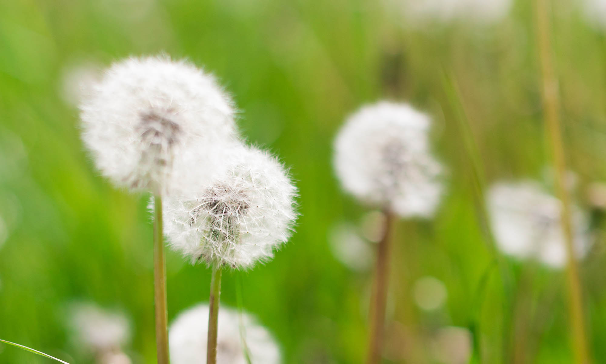 Sommarblommor på en äng