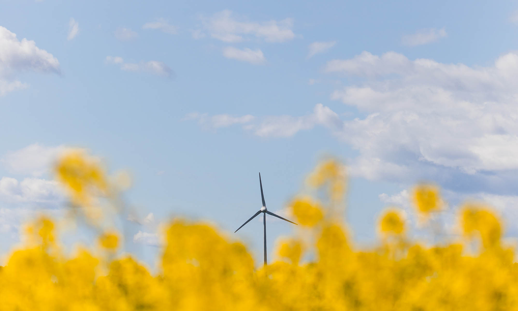 Rapsfält med vindkraftverk