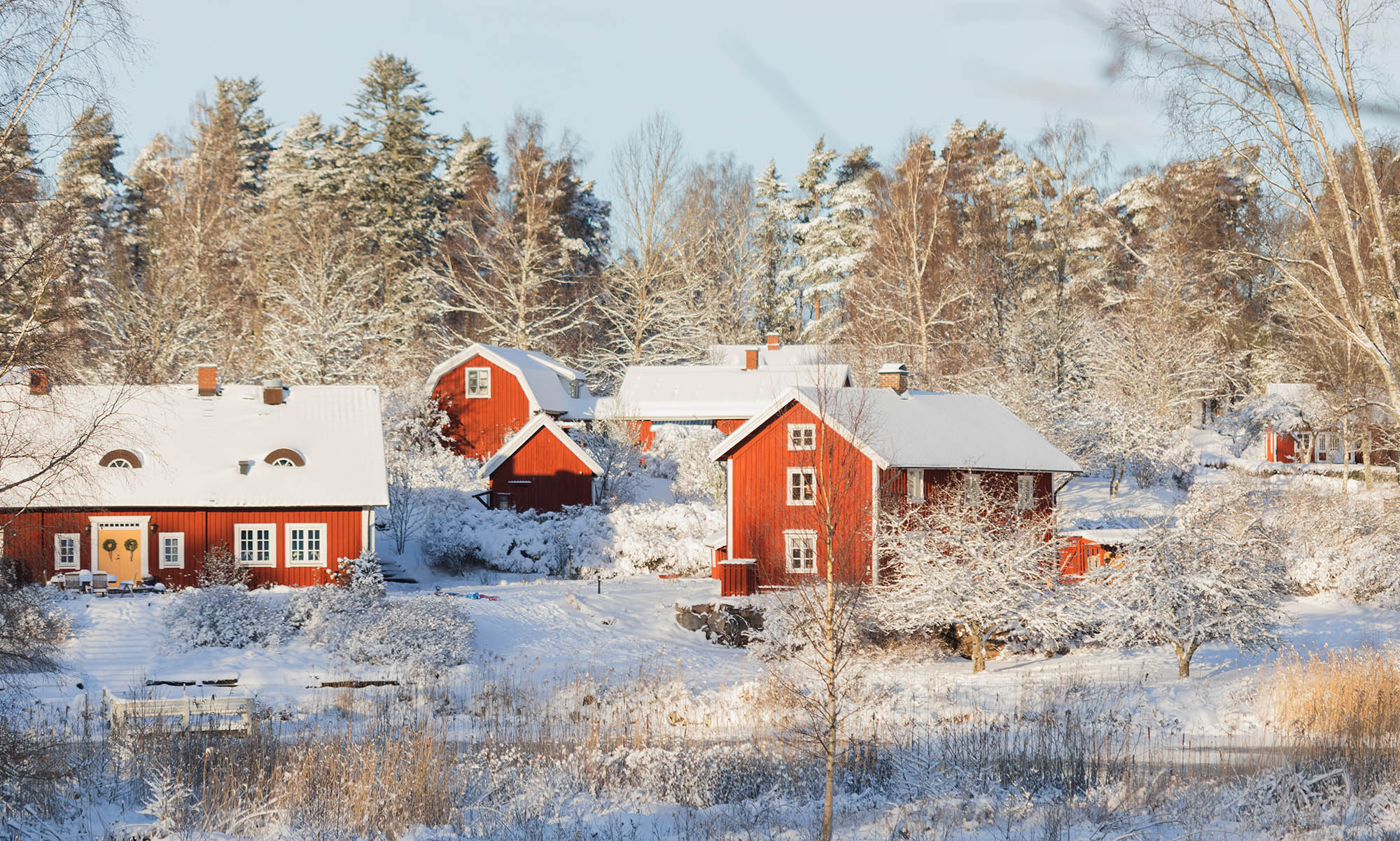 Rapsfält med vindkraftverk